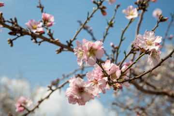 Obraz premium Almond flower trees at spring