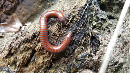 Worm on a bark