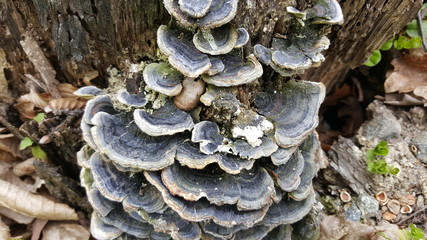 Fungus on tree bark