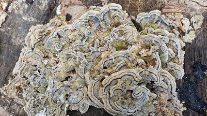 Colorful fungus on wooden surface 