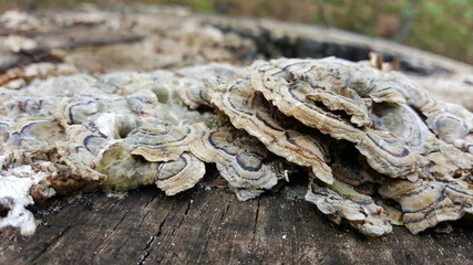 Fungus on wooden surface with front focus