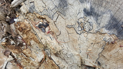 Colorful texture of old tree stump with big cracks