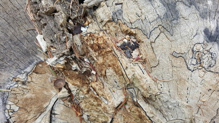 Colorful texture of old tree stump with big cracks