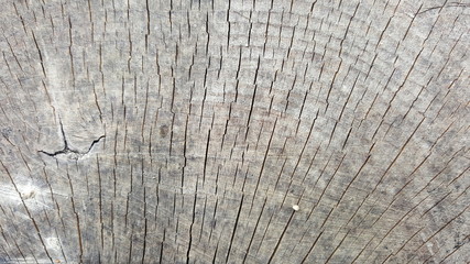 Fototapeta premium Tekstura starego pnia z pęknięciami