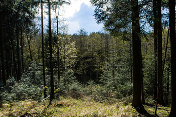 Wald in verschiedenen Altersklassen