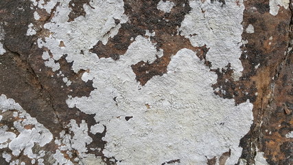 Rock surface covered with fungi, lichen