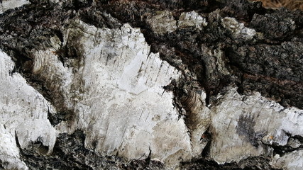 Old tree bark texture