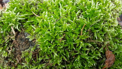 Green moss on the tree