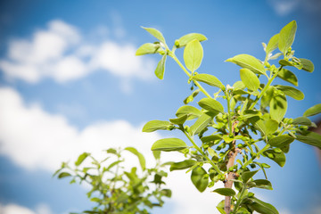 Green leaf on blue sky background with white soft cloud