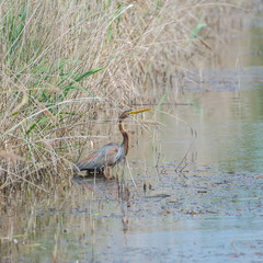 Purple Heron, Ardea purpurea, in the river
