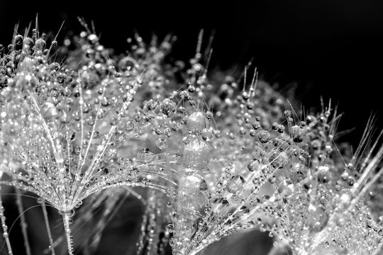 Fototapeta Dandelion