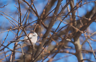 Long-tailed tit on a tree