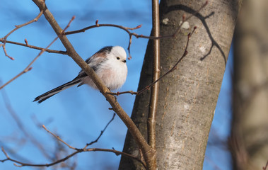 Long-tailed tit on a tree