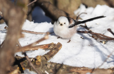 Long-tailed tit on a tree
