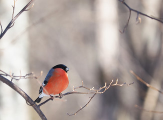 Bullfinch on a branch in the forest