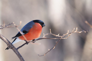 Bullfinch on a branch in the forest
