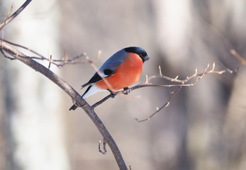 Bullfinch on a branch in the forest