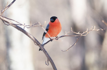 Bullfinch on a branch in the forest