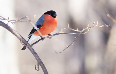 Bullfinch on a branch in the forest