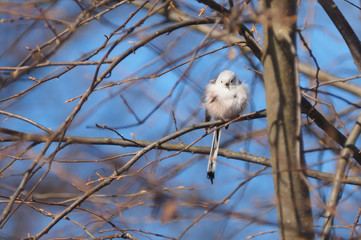 Long-tailed tit on a tree