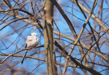 Long-tailed tit on a tree