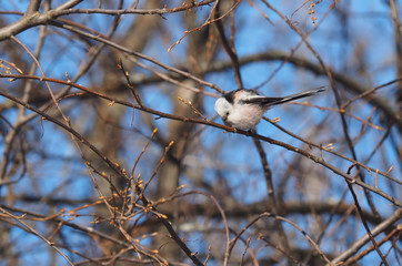 Long-tailed tit on a tree