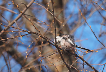 Long-tailed tit on a tree
