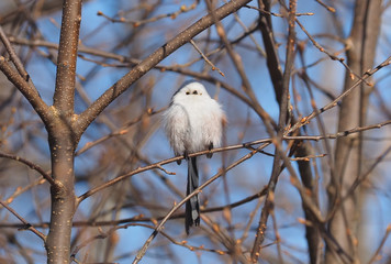 Long-tailed tit on a tree