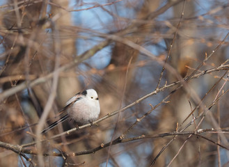 Long-tailed tit on a tree