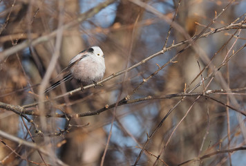 Long-tailed tit on a tree