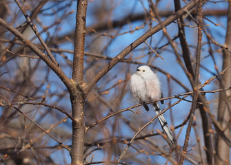 Long-tailed tit on a tree
