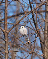 Long-tailed tit on a tree