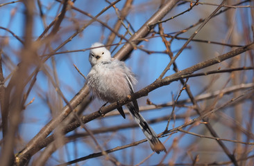 Long-tailed tit on a tree
