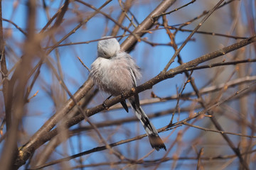 Long-tailed tit on a tree