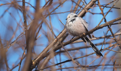 Long-tailed tit on a tree