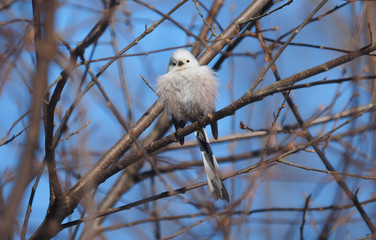 Long-tailed tit on a tree