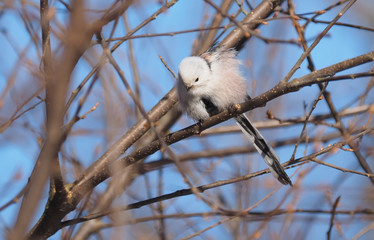 Long-tailed tit on a tree