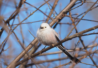 Long-tailed tit on a tree