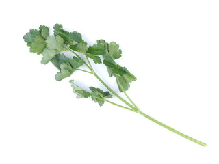Green spices on a white background