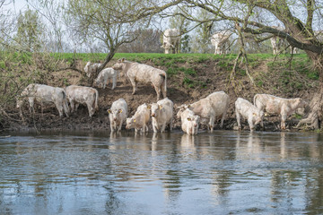 Obraz premium Herde Kühe – durstig am Fluss