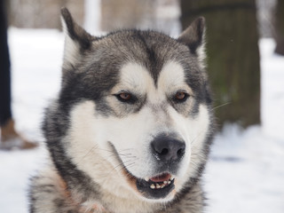 Malamute in the snow