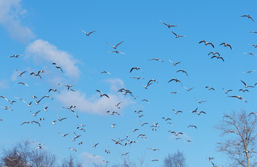 Seagulls in flight