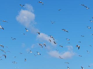 Seagulls in flight