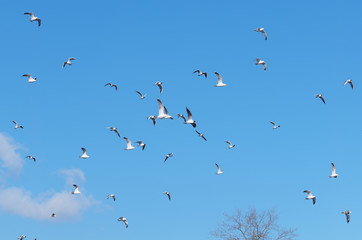 Seagulls in flight