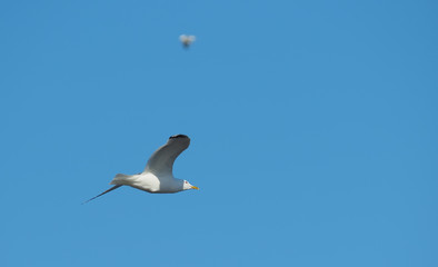 Seagulls in flight