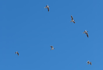Seagulls in flight