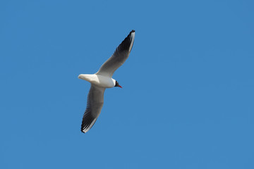 Seagulls in flight