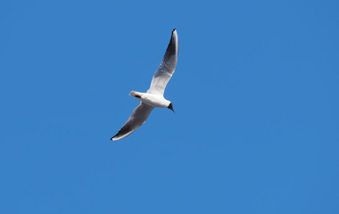 Seagulls in flight