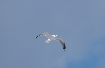 Fototapeta na wymiar Seagulls in flight