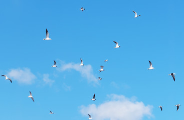 Seagulls in flight